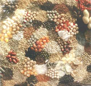GRAINS ET GRAINES