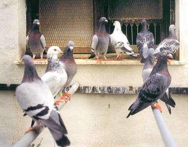 PIGEONS