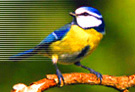 OISEAUX