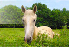 CHEVAUX