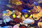 AQUARIOPHILIE