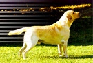 CHIENS ET CHATS